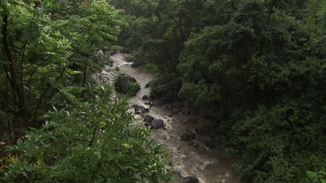 在夏威夷的一个雨天，一条岩石溪流流过热带植被。视频素材