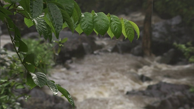 雨水从夏威夷湍急的小溪附近的树叶上滴落下来。视频素材