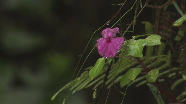 雨落在一朵紫色的花上。视频素材