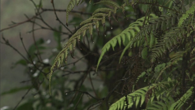 雨落在夏威夷的热带植物上。视频素材