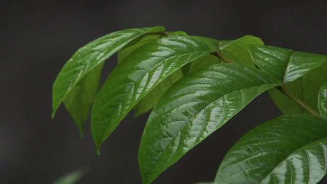 夏威夷潮湿的树叶在雨中摇摆。视频素材