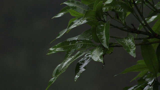 雨水从夏威夷的一种热带植物上滴下来。视频素材