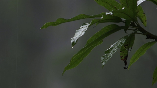 在夏威夷的雨天，一种热带植物的叶子滴落下来。视频素材