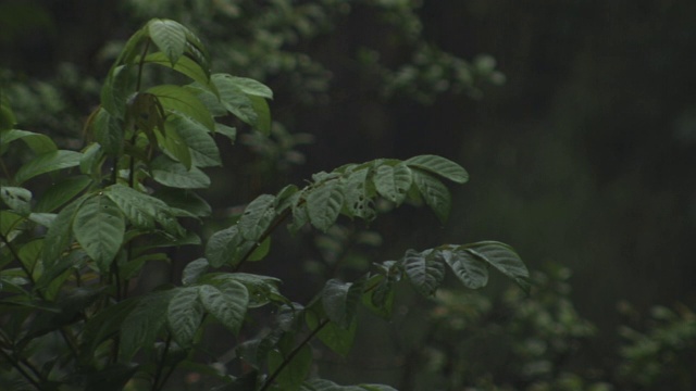 在夏威夷的一个雨天，一株潮湿的热带植物摇晃着。视频素材