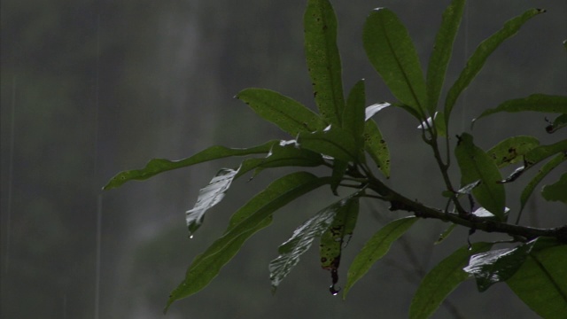 在夏威夷的一个雨天，一个瀑布从一株潮湿的热带植物后面倾泻而下。视频素材