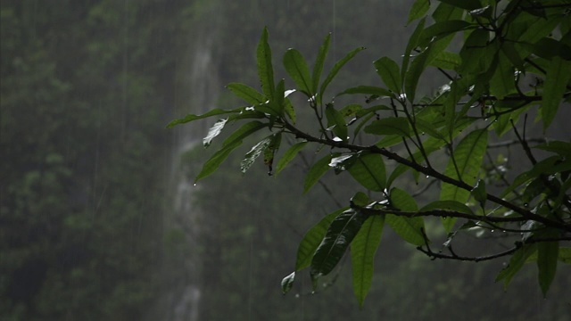 在夏威夷的一个雨天，一株潮湿的热带植物在瀑布附近滴水。视频素材