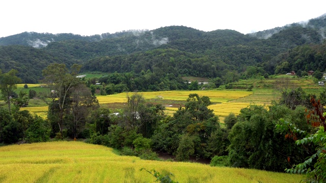 梯田的景观是黄色的稻田，准备在泰国清迈的美巴生銮，Doi Inthanon国家公园收割视频素材