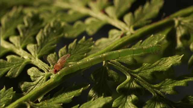 苍蝇依附在食肉毛虫的身体上，毛虫也依附在多叶的茎上。视频素材