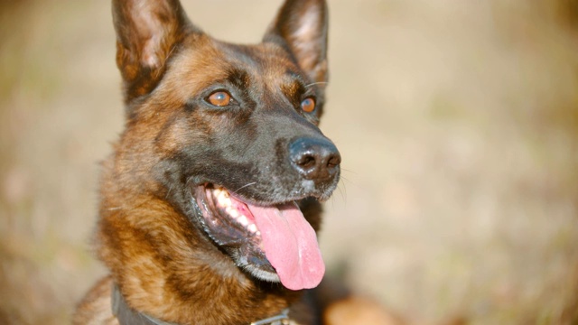 训练有素的德国牧羊犬坐在草地上，看着树枝视频素材