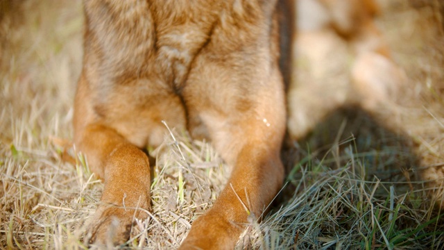 德国牧羊犬躺在秋天的草地上视频素材