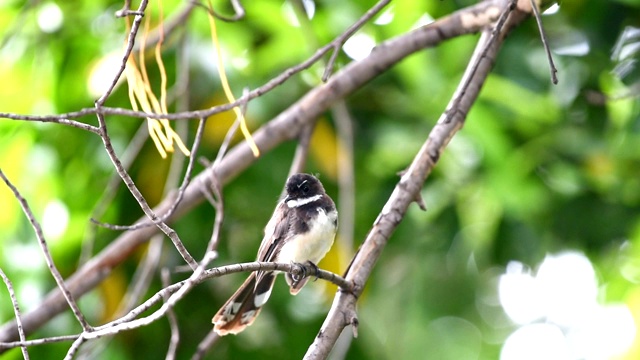 鸟(马来西亚花衣扇尾)在一个自然的野生视频下载