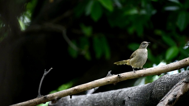 在自然界中栖息在树上的鸟(纹耳白头翁)视频素材