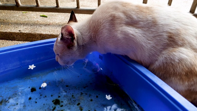 4K特写。猫在碗上喝水视频素材