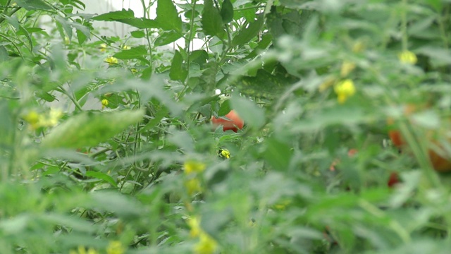 绿色的西红柿挂在树枝上。未成熟的西红柿在农民的种植园特写。温室番茄植株的胚胎。农业企业视频素材