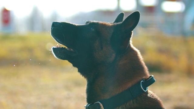 德国牧羊犬按命令吠叫视频素材