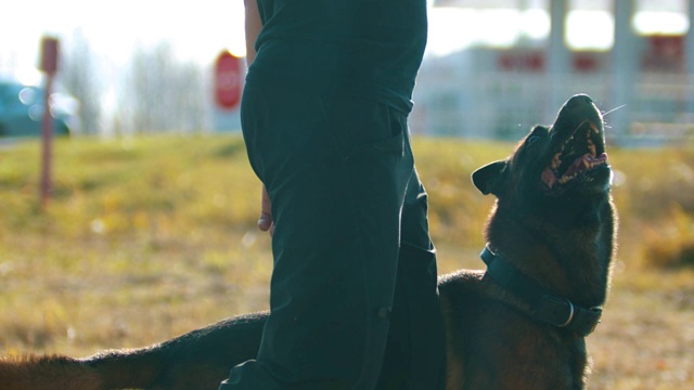 一位男教练带着他的德国牧羊犬散步视频素材