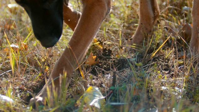 德国牧羊犬挖地视频素材