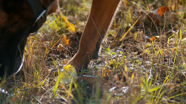 德国牧羊犬在训练者的下面挖地视频素材