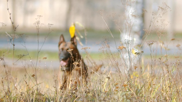 德国牧羊犬边跑边坐在草地上视频素材