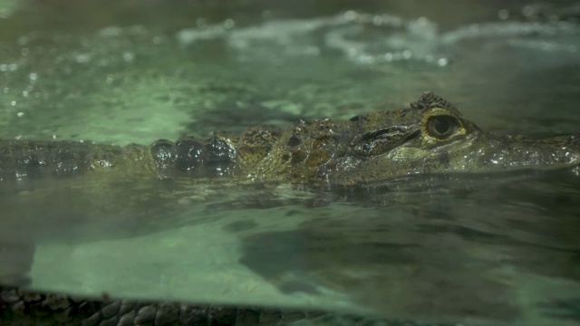 一条绿色的小鳄鱼在莫斯科的水族馆里游泳视频素材