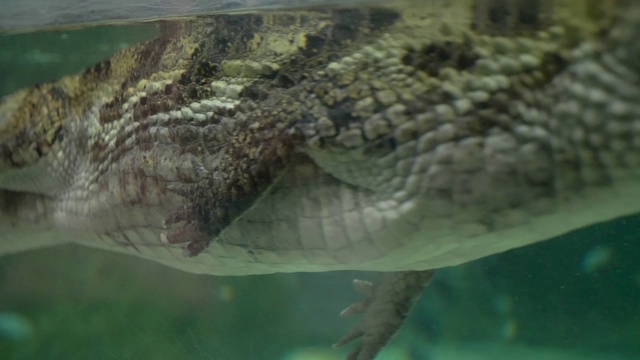 一条绿色的小鳄鱼在莫斯科的水族馆里游泳视频素材