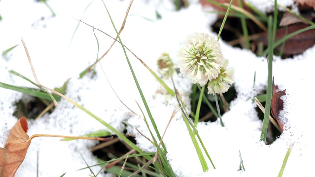 三叶草花与雪视频素材