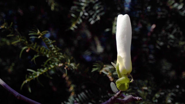 白玉兰芽视频素材