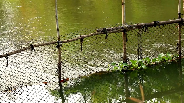 水葫芦在运河里视频素材