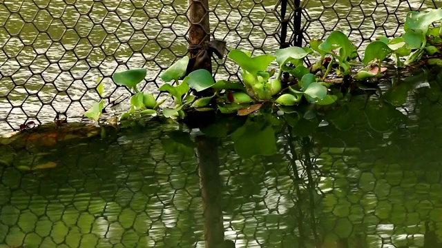 水葫芦在运河里视频素材