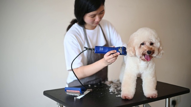 亚洲中国女宠物美容师用围裙为一只棕色玩具狮子狗梳妆视频素材