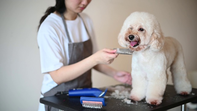 亚洲中国女宠物美容师用围裙为一只棕色玩具狮子狗梳妆视频素材