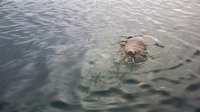 海象视频素材