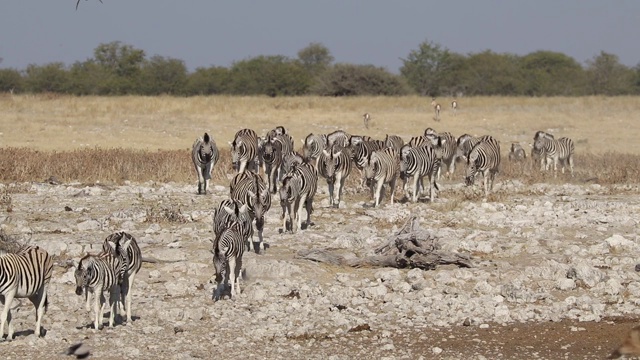 平原斑马(Equus burchelli)步行到一个水坑，Etosha国家公园，纳米比亚视频素材