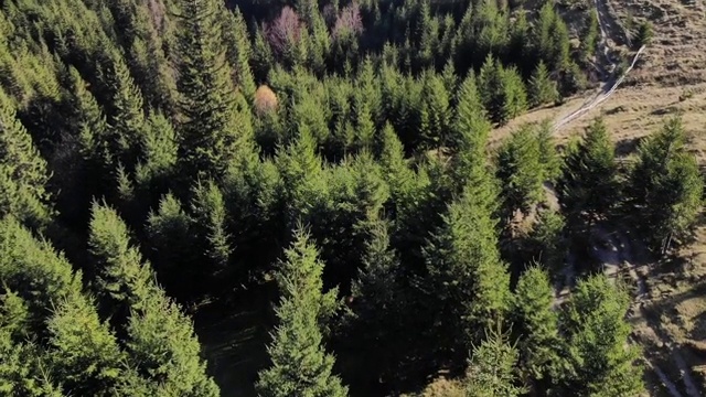 一架无人机在喀尔巴阡山脉的森林和山脉上拍摄。视频素材