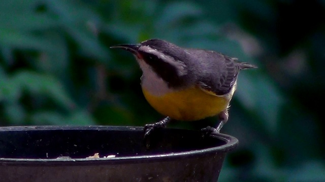 小鸟:香蕉(Coereba flaveola)视频素材