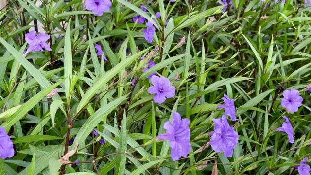 紫花怒放视频素材