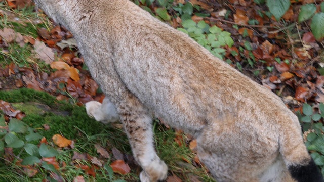 山猫的特写视频素材