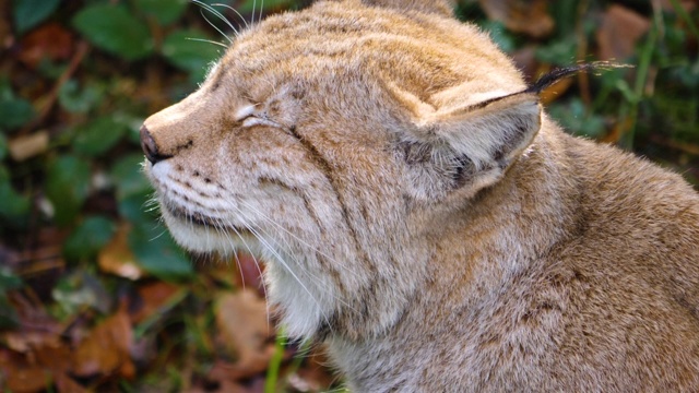 山猫的特写视频素材