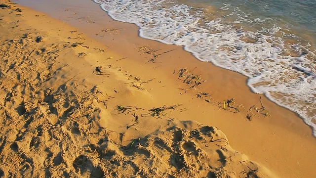 海岸线在口风琴视频素材