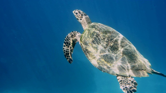 海龟在热带绿松石色的海水中浮出水面视频素材