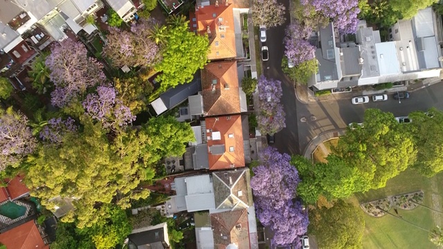 雪德jacaranda街视频素材