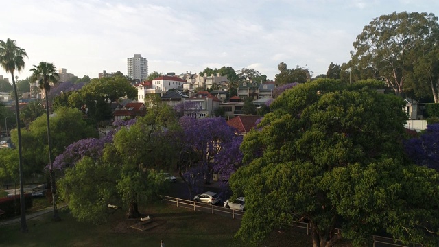 Syd Kirribilli CBD landing jacaranda报道视频素材