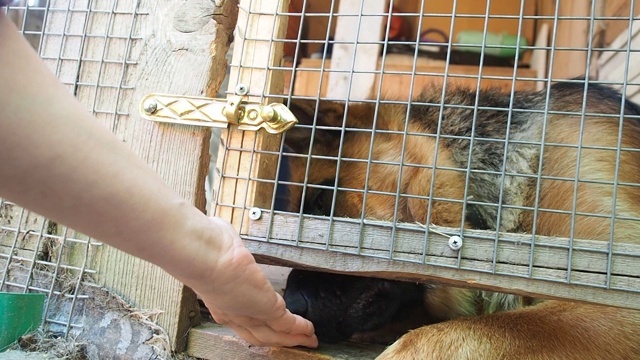 德国牧羊犬在笼子里，一个女人的手喂狗通过门的栏杆视频素材