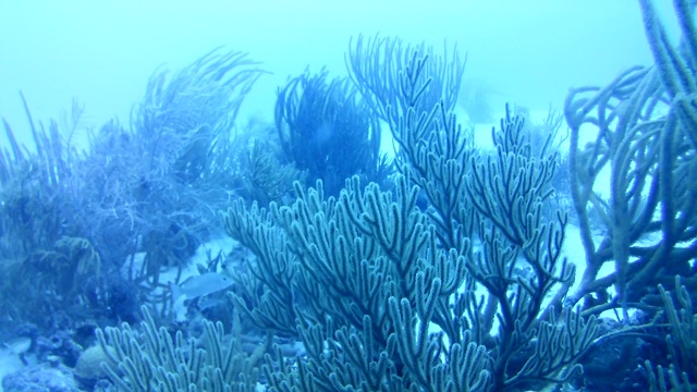 珊瑚生命加勒比海博内尔岛水下潜水潜水员录像视频素材