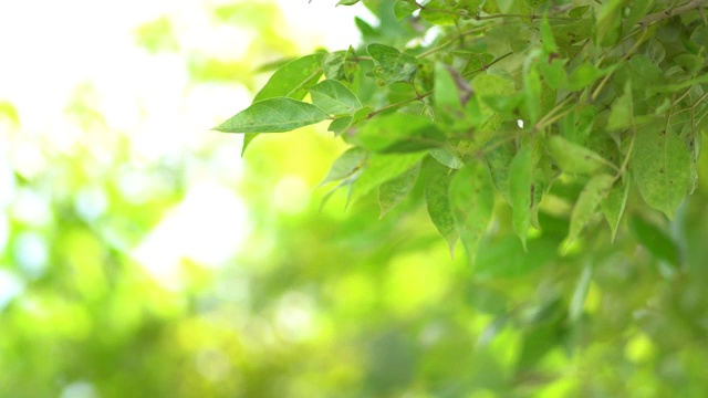 美丽的自然绿色散景阳光抽象模糊的背景，绿叶植物叶子的影子随风摇曳着阳光和太阳耀斑。视频素材