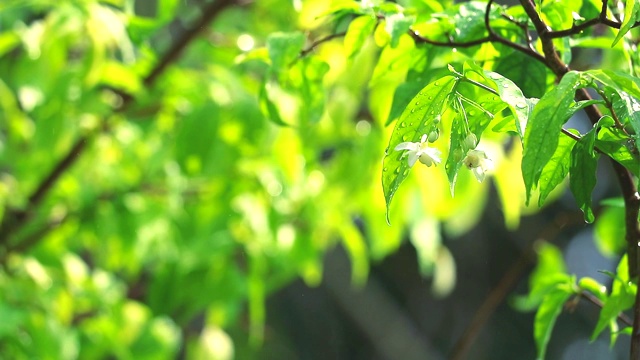 雨点在花园和模糊的绿色背景移动的风和阳光在下午的树叶反射1视频素材