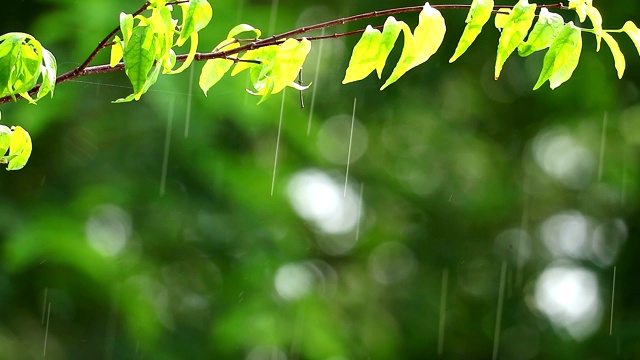 雨点在花园和模糊的绿色背景树枝移动的风和阳光在下午的树叶反射1视频素材