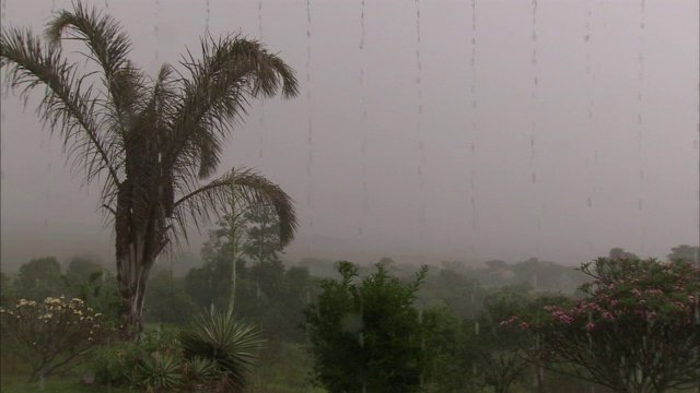 雨水倾泻在丛林的树木上。视频素材