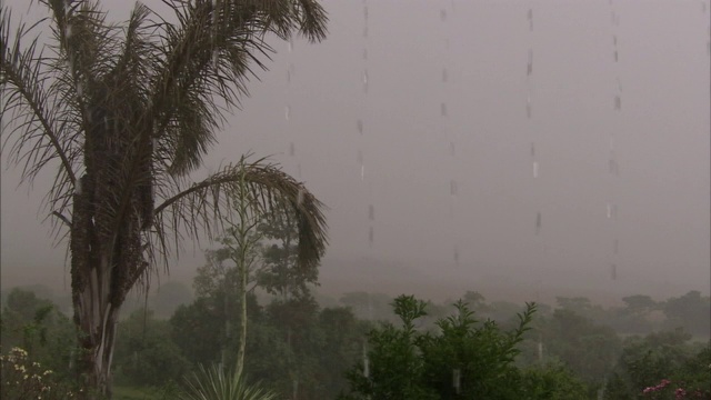 雨水倾泻在丛林的树木上。视频素材