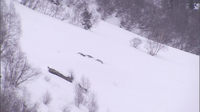 行人和滑雪者在白雪覆盖的山上的雪崩小径下行走。视频素材